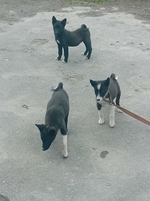 Рускоєвропейські лайки