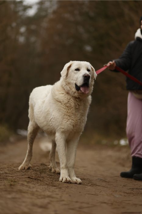 pies w typie owczarek podhalanski abaj akbash kaukaz golden retriever