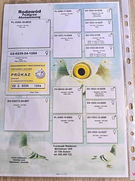 Golebie pocztowe w linii