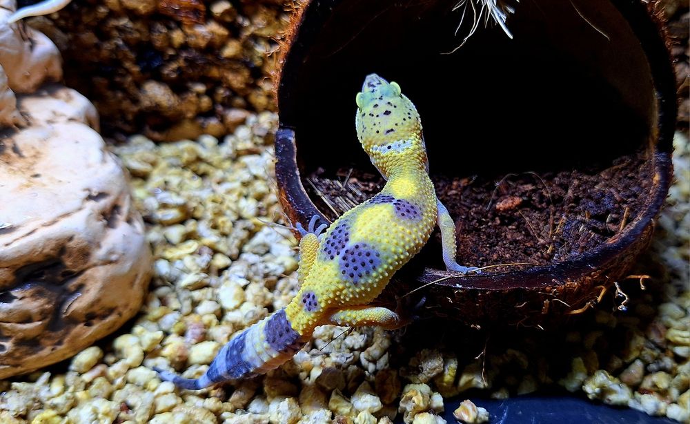 Gekonki lamparcie samice