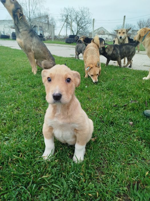 Щенули ищет дом  (собака, щенок, щенуля)