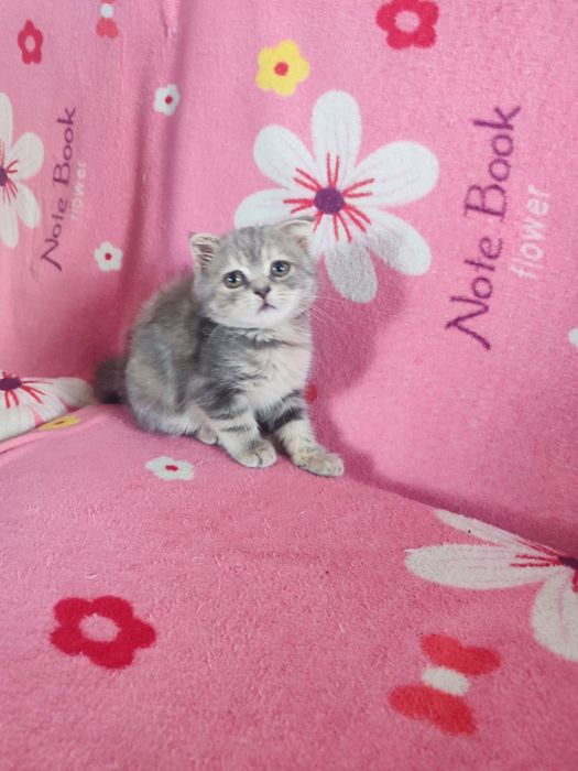 Бусинка Шотландская девочка