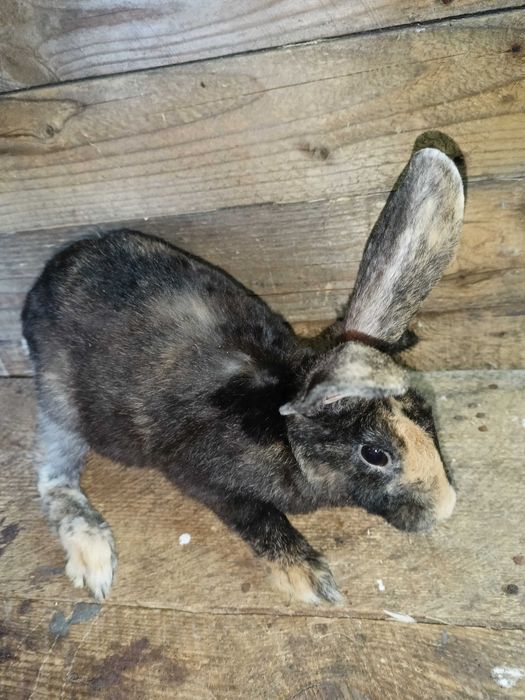 Króliki rex trójbarwny samce