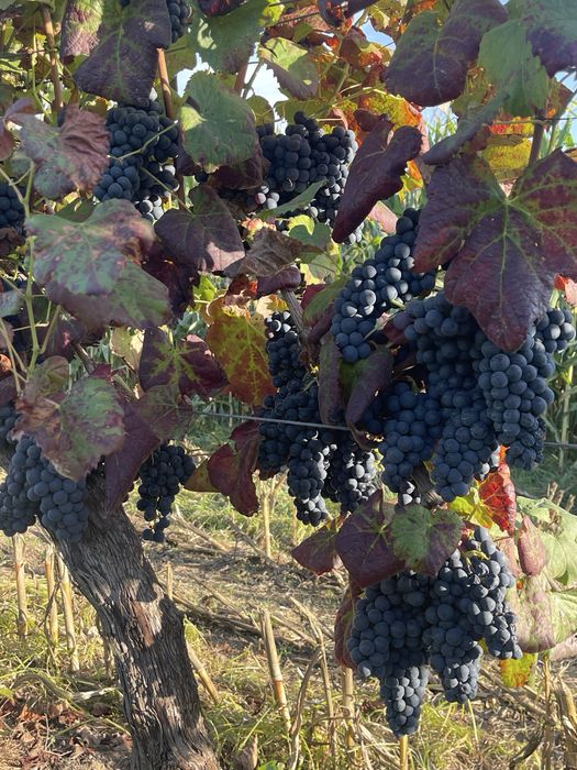 Uvas Tintas Vinhão na Videira - Bom acesso