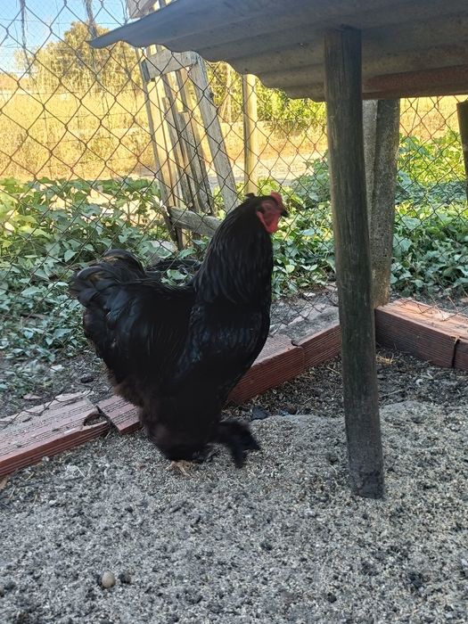 Galos, Sem Raça e Brahma