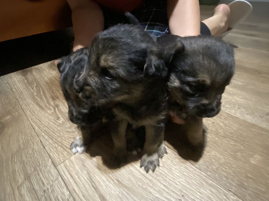 Віддам цуценят в добрі руки