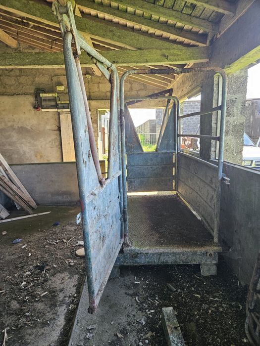 Balança vitelos (gado)