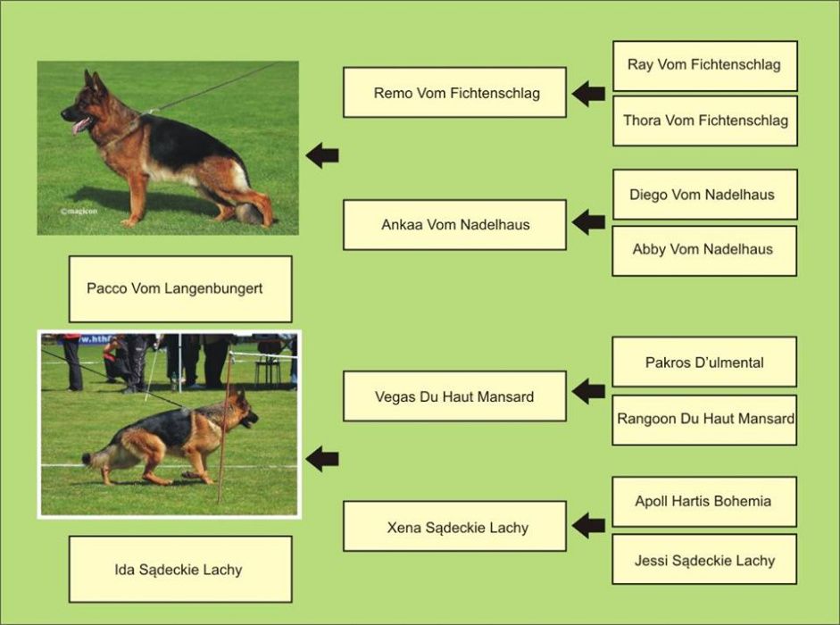 Немецкая Овчарка