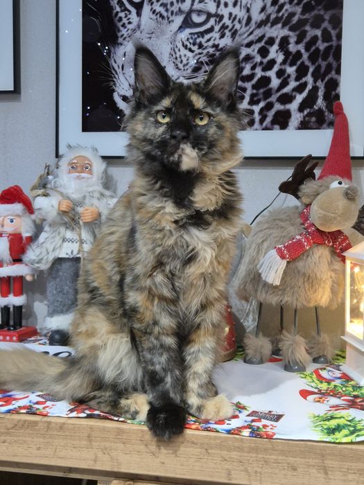 Lolita Cudna kotka Maine Coon