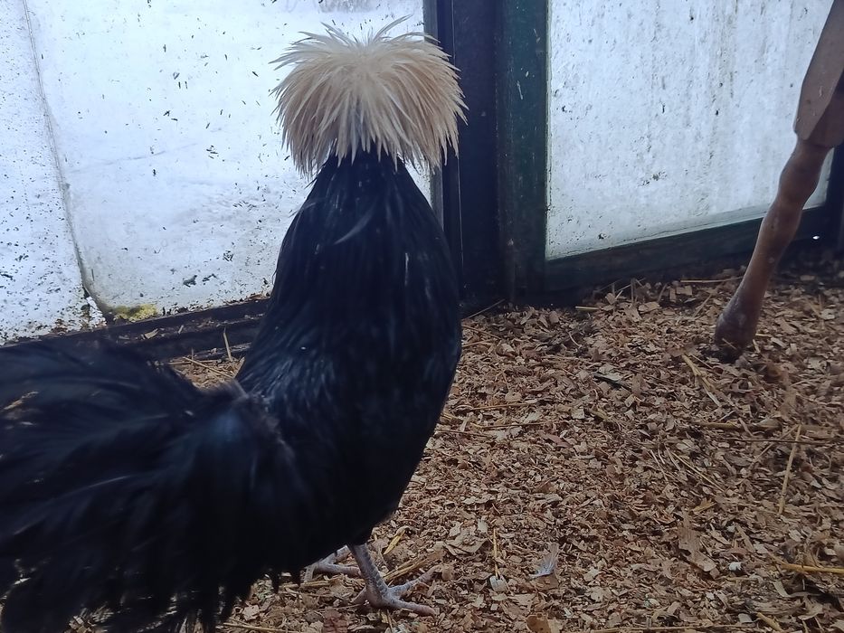 Sprzedam koguta bialoczuba holenderskiego