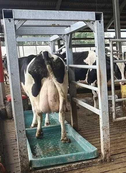 Wanna kuweta do dezynfekcji racic, kąpieli racic SUEVIA