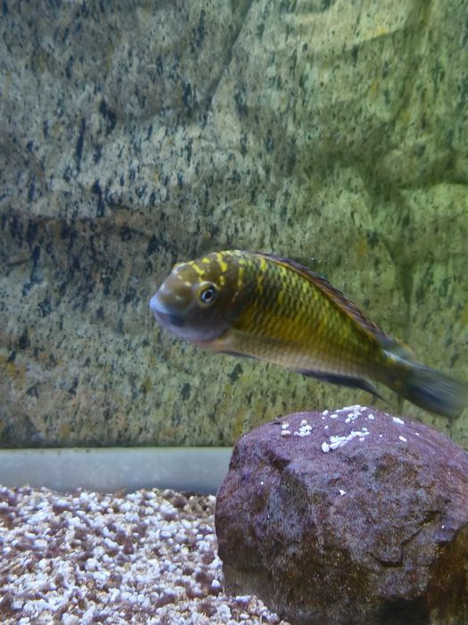 Peixes Tropheus Lago  Tanganika