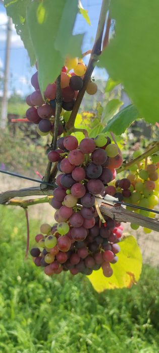 Земельна ділянка для ведення ОСГ з інфраструктурою