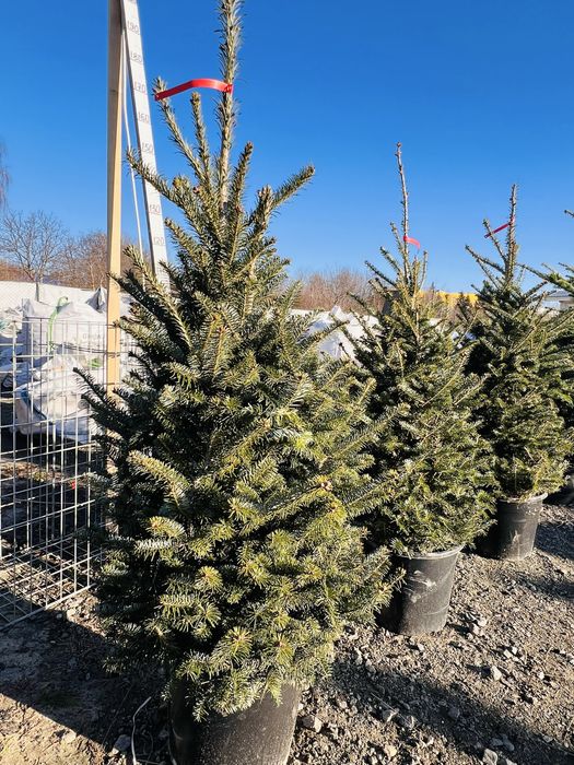 Ялинка в горщику Ялинка жива