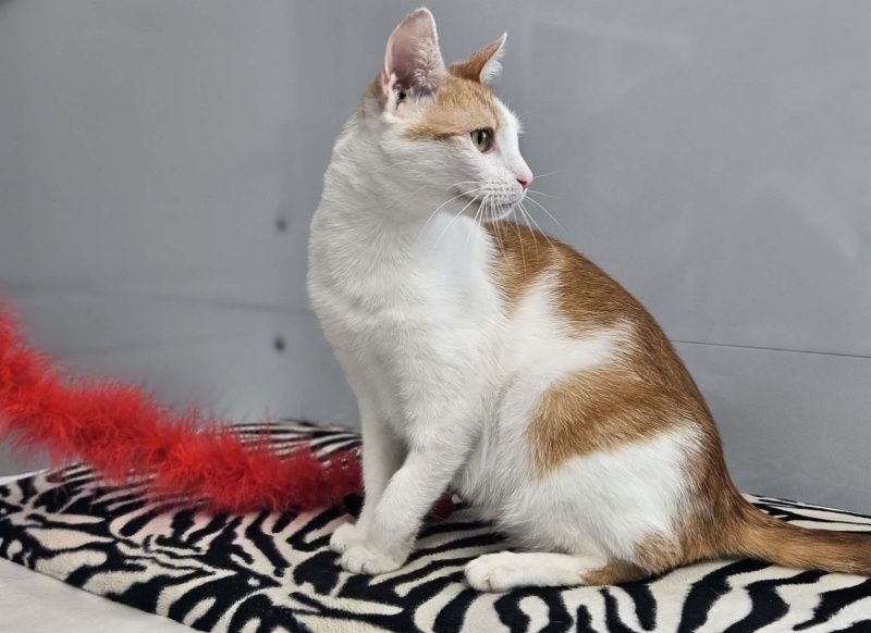 Fox szuka domu tymczasowego!