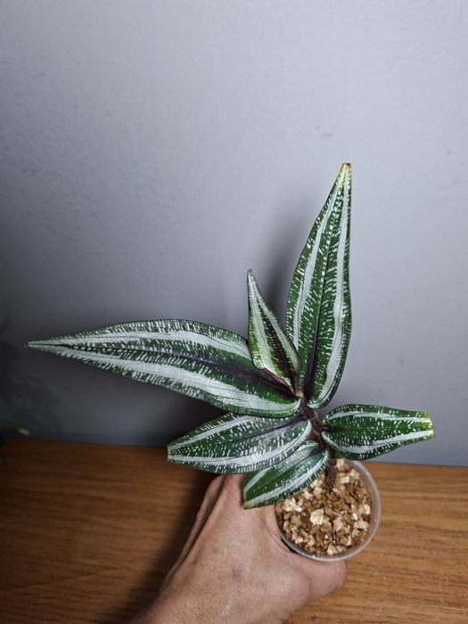 Trzykrotka Dichorisandra musaica