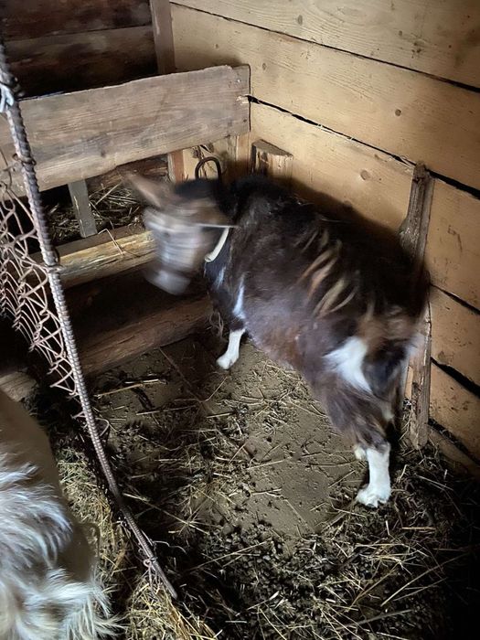 Продам молоді кози