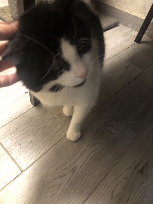 Dorosły kocur  do adopcji