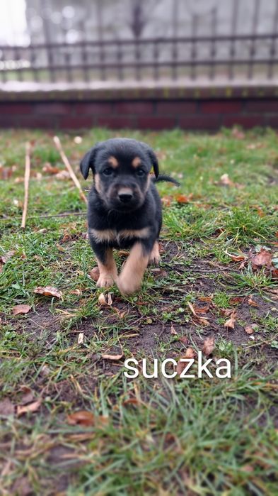 Szczeniaki 3 pieski 1 suczka