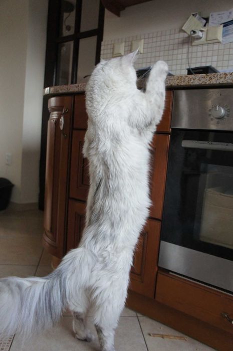 kotka Maine Coon - Fs 11 - FPl/Fife/WCC - prawie biała