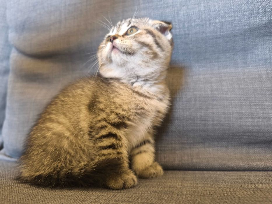 Gatinho scotish fold