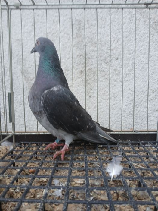 Gołębie pocztowe arden