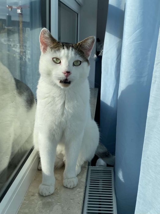 Białek – koci dżentelmen szuka swojego miejsca!