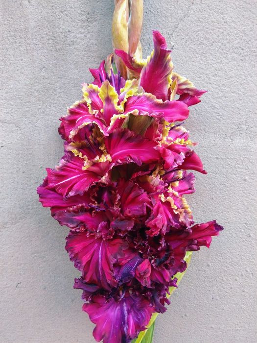 Сортові гладіолуси