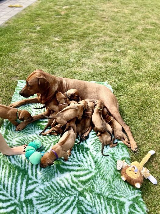 Rhodesian ridgeback -suczka standardowa