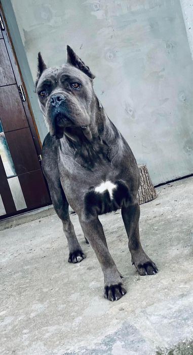 Cane Corso zapowiedź miotu