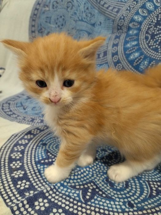 Gatinho Bosques da Noruega
