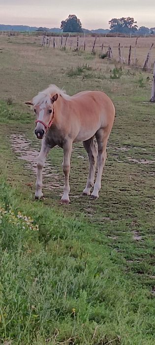 Kłaczka,  odsadek ,haflinger