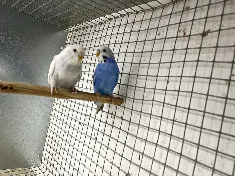 Casais de periquitos