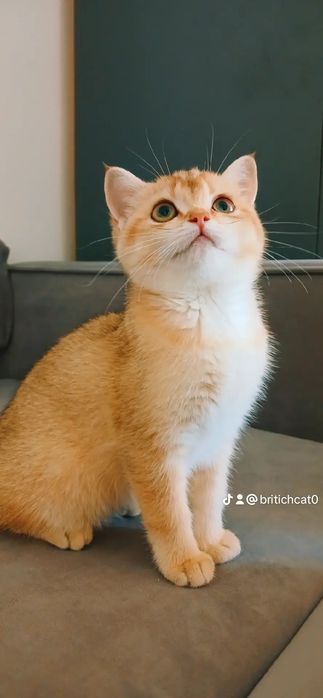Кошенята Карпатиbriny11
