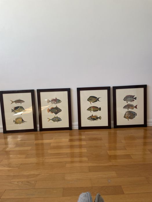 Quadros de Peixes coloridos