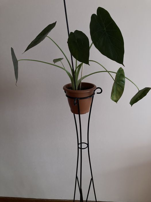 Suporte para plantas