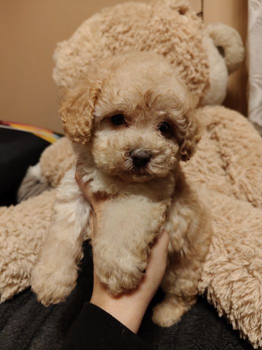 Suczka pudel miniaturowy