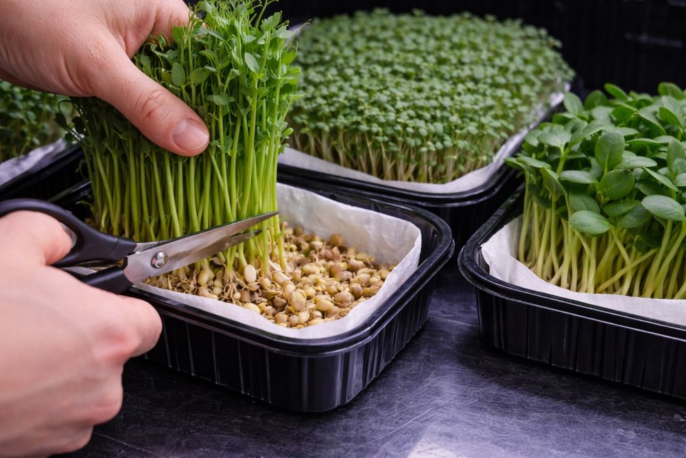 Свежая микрозелень под заказ + наборы (5 посадок + 7 видов семян)