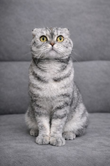 Шотландські кошенята (Scottish Fold / Straight)