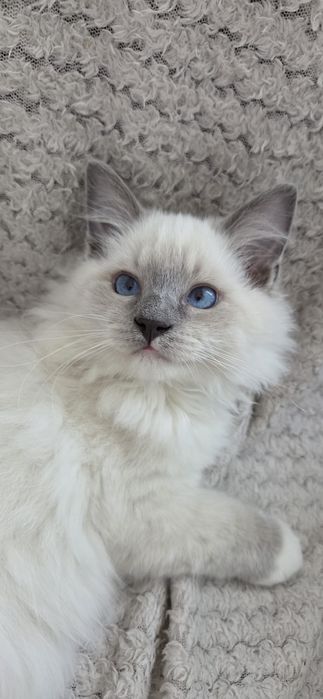 Kocurek rasy Ragdoll