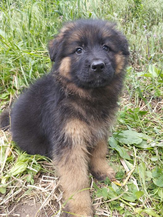Pastor Alemão pêlo comprido com Lop