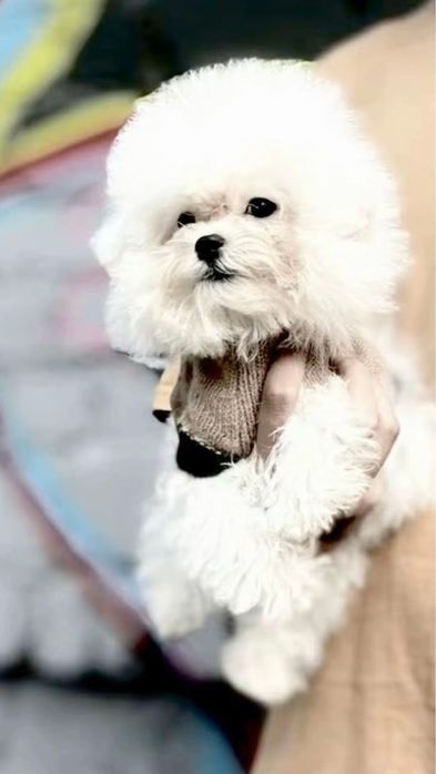 Бишон Фризе Мини Корея Тикап