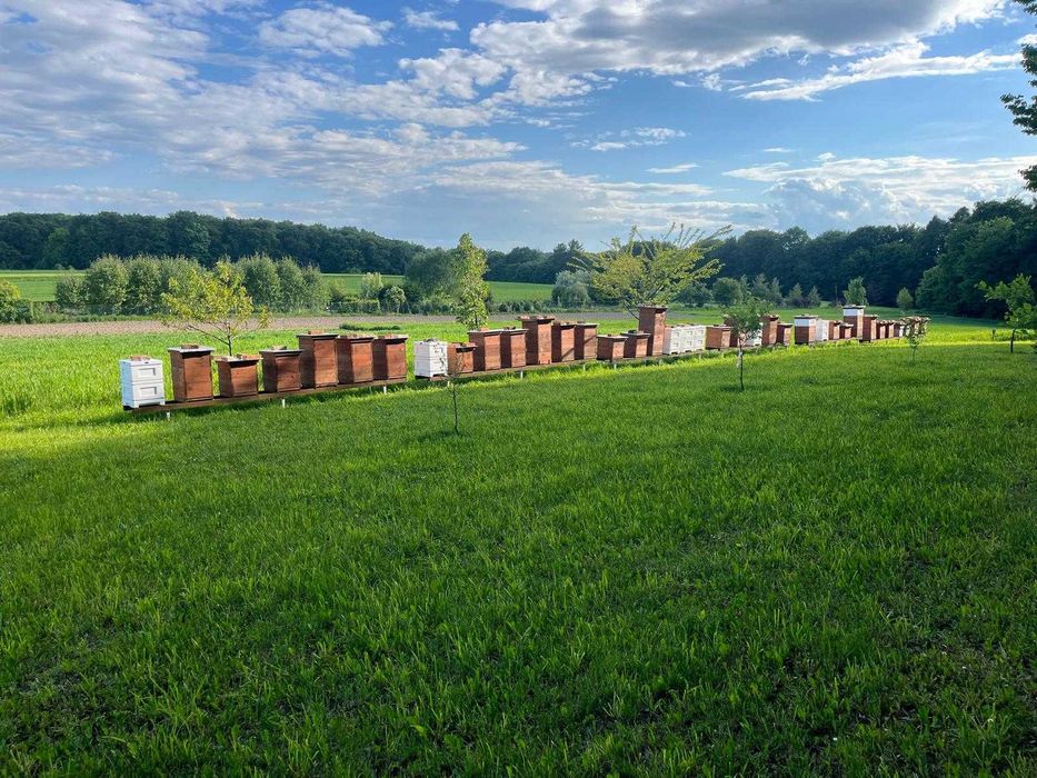 Przezimowane rodziny pszczele - Dadant / Langstroth (Krzeszowice)