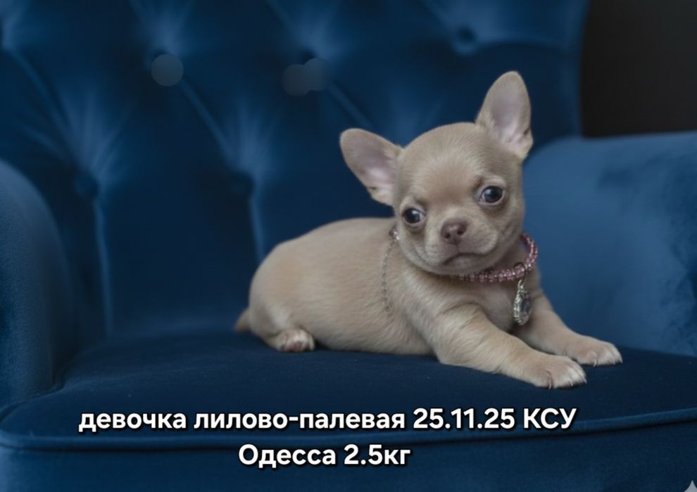 Эффектная леди КСУ