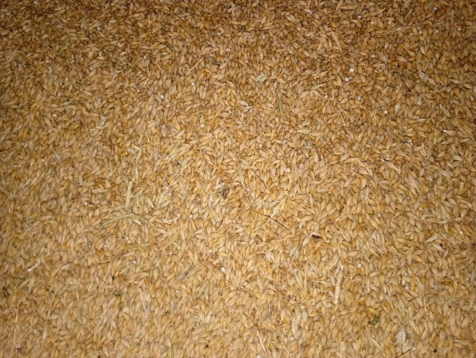 Sprzedam zboże jęczmień pszenica pszenżyto kukurydzę