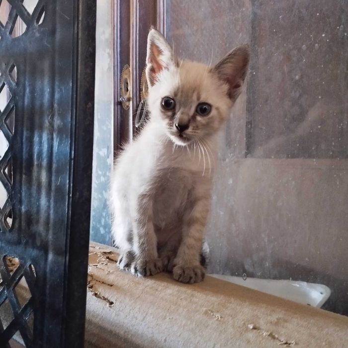 Gatinhos bebés para adopção
