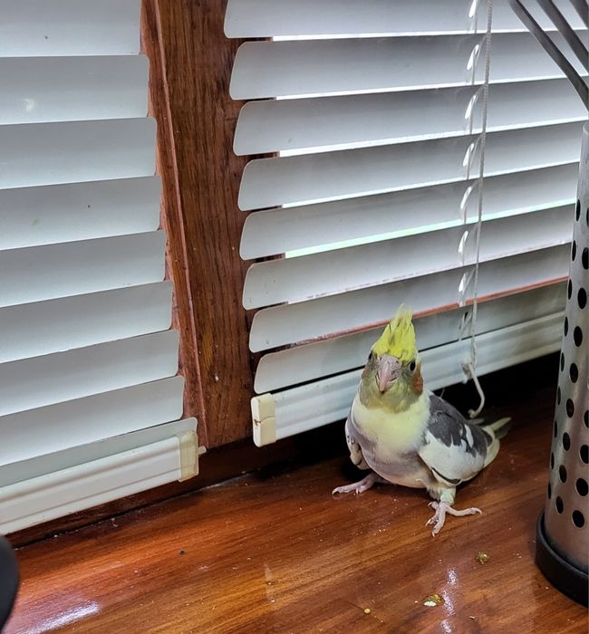 Продам,самовывоз