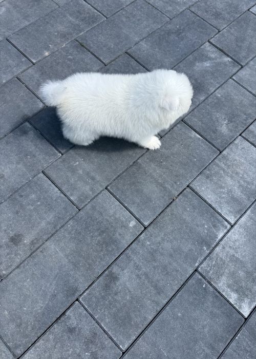 Samoyed  już do odbioru