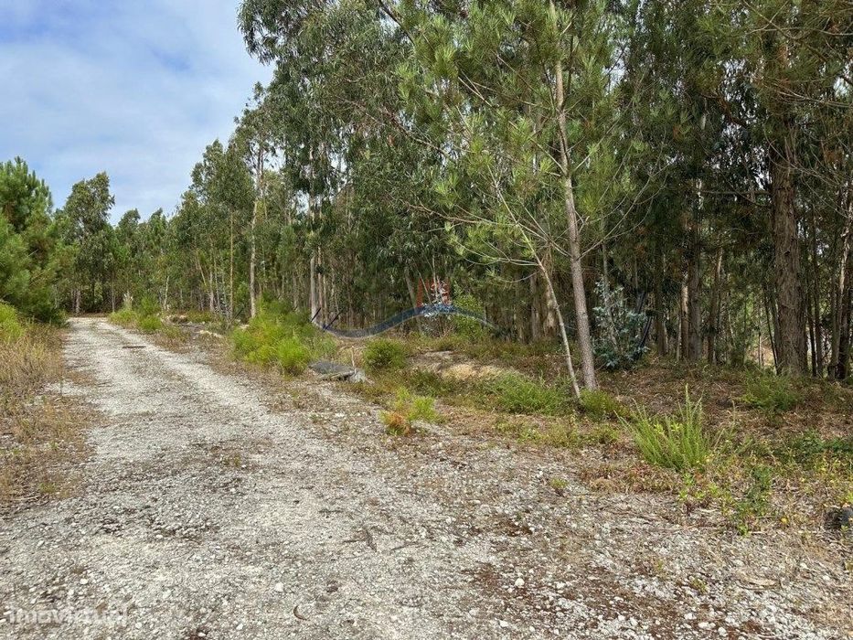 Terreno - Monte Real