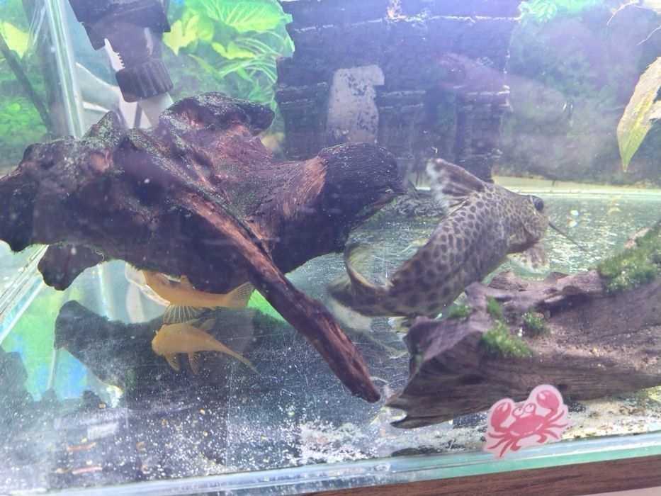 Sprzedam akwarium z całą zawartością 70x35x35cm